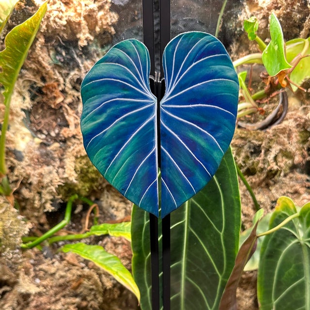 philodendron black beauty Black Beauty Elephant Ear main image 0